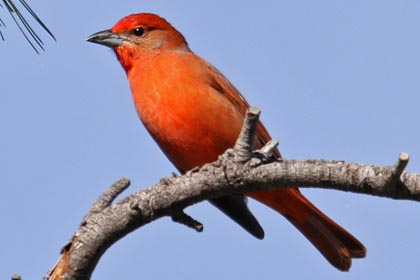 Hepatic Tanager Picture @ Kiwifoto.com