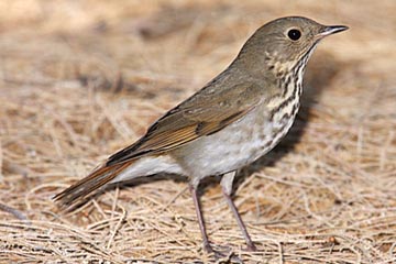 Hermit Thrush Image @ Kiwifoto.com