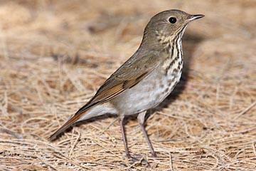 Hermit Thrush Picture @ Kiwifoto.com