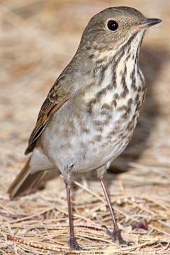 Hermit Thrush Photo @ Kiwifoto.com