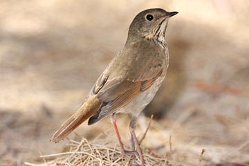 Hermit Thrush Photo @ Kiwifoto.com