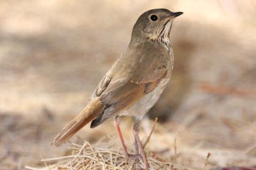 Hermit Thrush Picture @ Kiwifoto.com