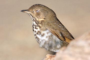 Hermit Thrush Picture @ Kiwifoto.com