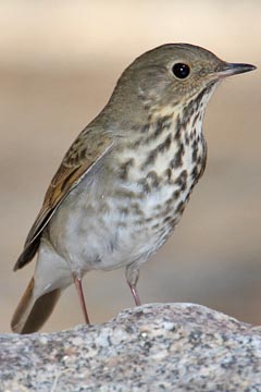 Hermit Thrush Picture @ Kiwifoto.com