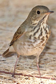 Hermit Thrush Photo @ Kiwifoto.com