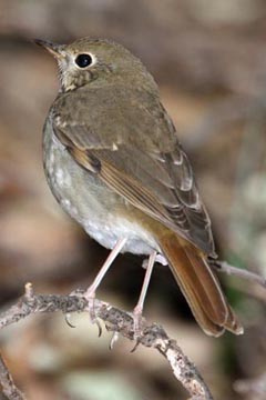 Hermit Thrush Image @ Kiwifoto.com