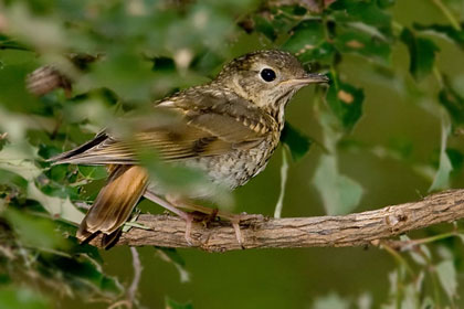 Hermit Thrush Image @ Kiwifoto.com