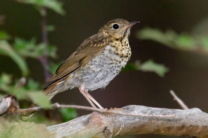 Hermit Thrush Photo @ Kiwifoto.com