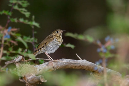 Hermit Thrush Picture @ Kiwifoto.com