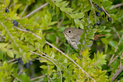 Hermit Thrush Image @ Kiwifoto.com