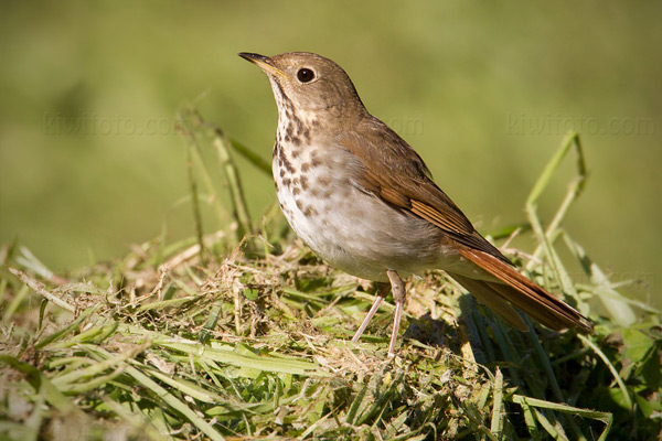 Hermit Thrush Picture @ Kiwifoto.com