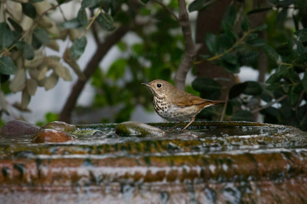 Hermit Thrush Image @ Kiwifoto.com