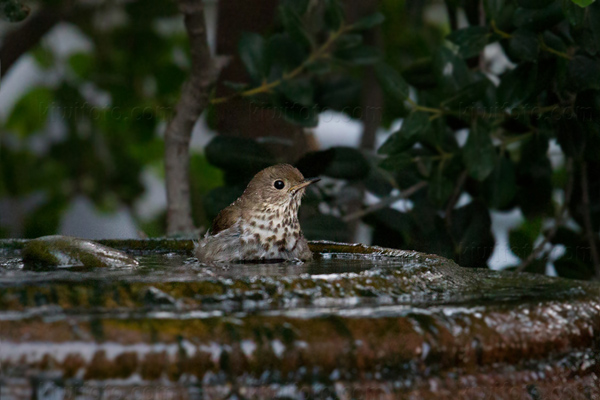 Hermit Thrush Image @ Kiwifoto.com