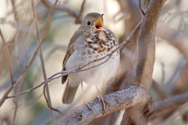 Hermit Thrush Image @ Kiwifoto.com