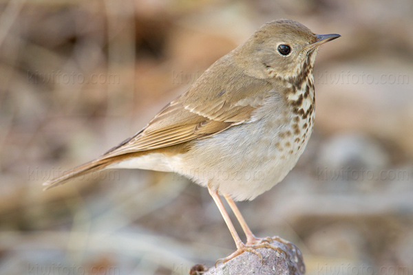 Hermit Thrush Image @ Kiwifoto.com