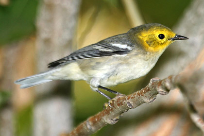 Hermit Warbler Image @ Kiwifoto.com