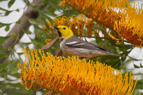 Hermit Warbler Picture @ Kiwifoto.com