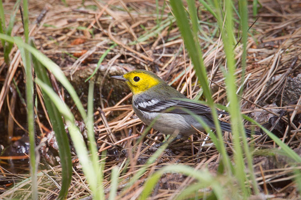 Hermit Warbler Photo @ Kiwifoto.com