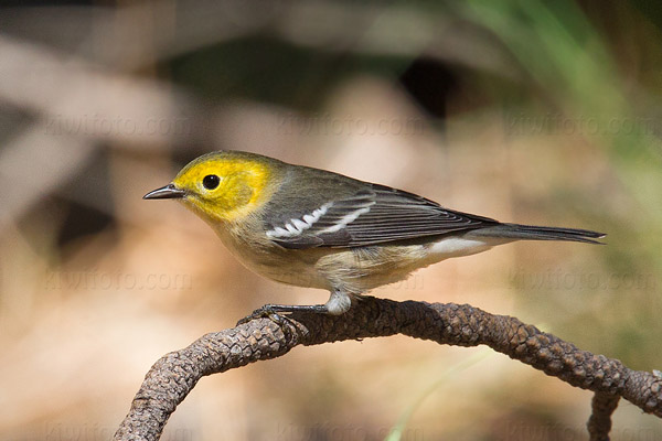 Hermit Warbler Photo @ Kiwifoto.com