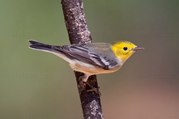 Hermit Warbler Image @ Kiwifoto.com