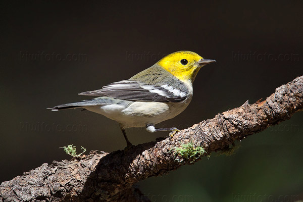 Hermit Warbler Image @ Kiwifoto.com