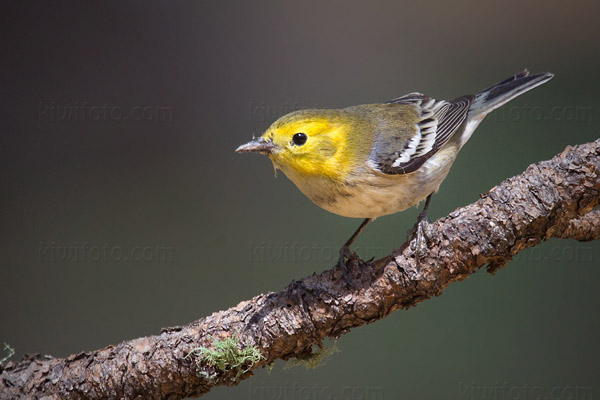 Hermit Warbler Image @ Kiwifoto.com
