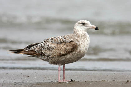 Herring Gull Picture @ Kiwifoto.com