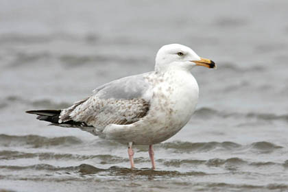 Herring Gull Picture @ Kiwifoto.com