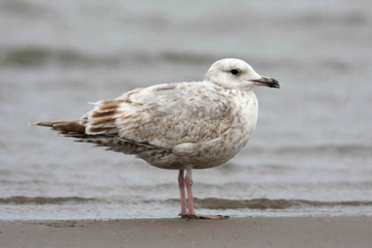 Herring Gull Photo @ Kiwifoto.com