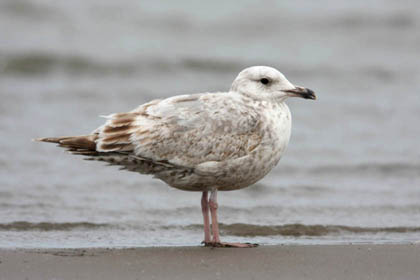 Herring Gull Image @ Kiwifoto.com