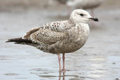 Herring Gull Image @ Kiwifoto.com