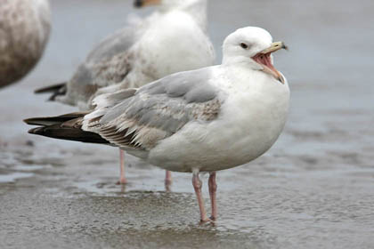 Herring Gull Photo @ Kiwifoto.com