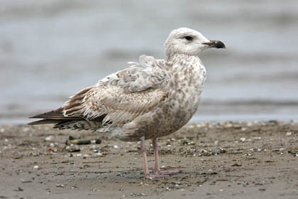 Herring Gull Picture @ Kiwifoto.com