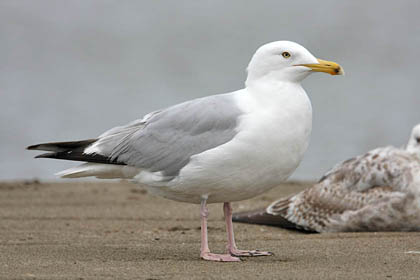 Herring Gull Picture @ Kiwifoto.com