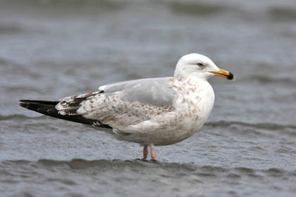 Herring Gull Photo @ Kiwifoto.com