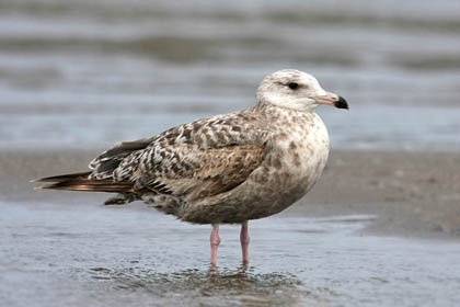 Herring Gull Image @ Kiwifoto.com