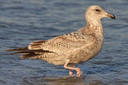 Herring Gull Image @ Kiwifoto.com