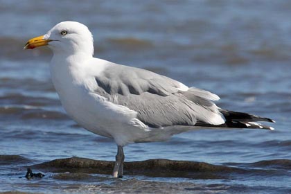 Herring Gull Photo @ Kiwifoto.com