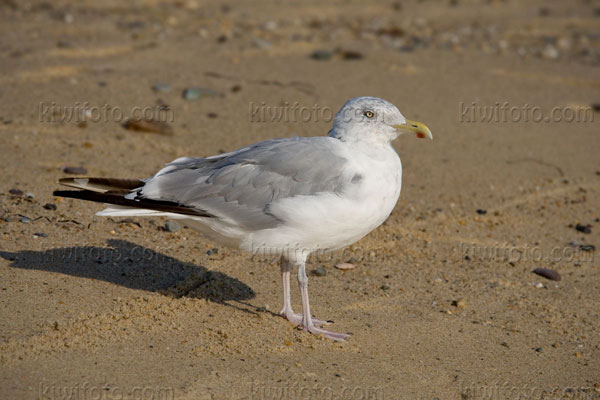 Herring Gull Image @ Kiwifoto.com