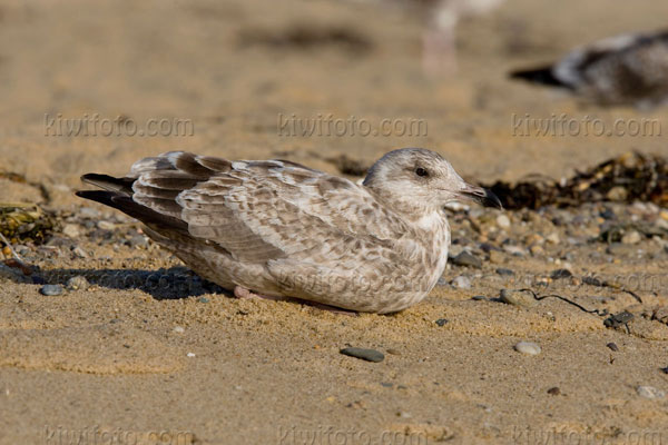 Herring Gull (1st cycle)