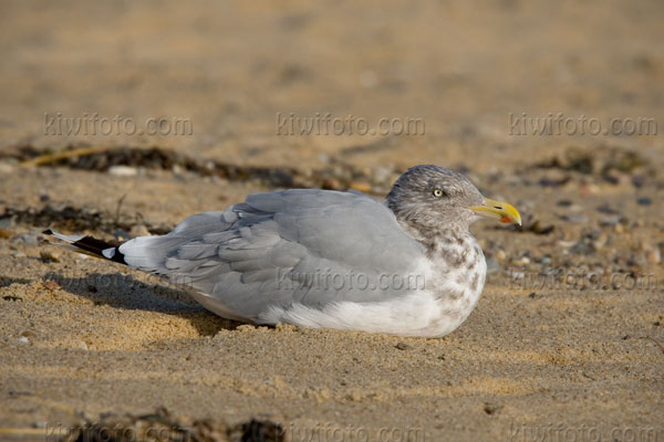 Herring Gull Photo @ Kiwifoto.com