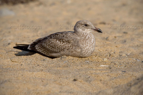 American Herring Gull (1st cycle)