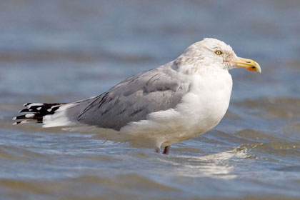 Herring Gull Image @ Kiwifoto.com