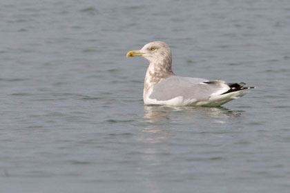 Herring Gull Photo @ Kiwifoto.com