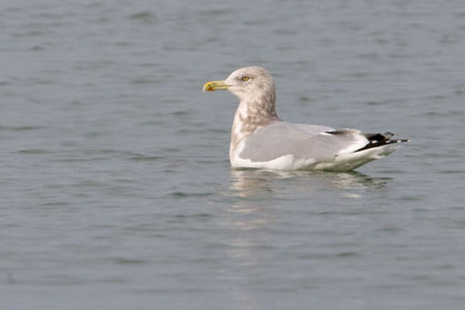 Herring Gull Image @ Kiwifoto.com