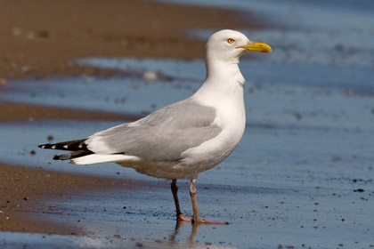 Herring Gull Photo @ Kiwifoto.com