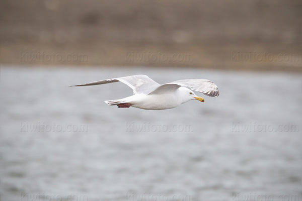 Herring Gull Image @ Kiwifoto.com