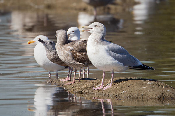 Herring Gull Image @ Kiwifoto.com