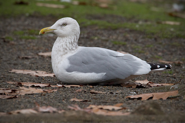 Herring Gull Image @ Kiwifoto.com