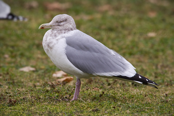 Herring Gull Image @ Kiwifoto.com